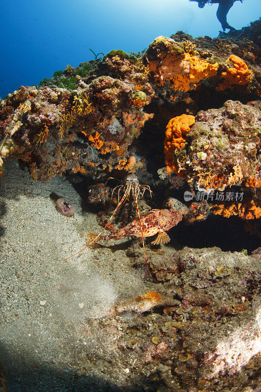 龙虾和红蝎子鱼(Scorpaena scrofa)海洋生物水下海星水肺潜水员的观点